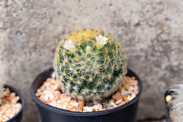 Bola Cactus Maceta Plástico Negro Blanco Sobre Fondo Oscuro — Foto de Stock