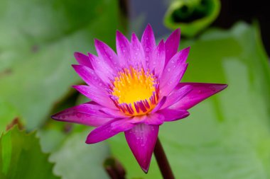 Nilüferler ve ılıman ve tropikal iklimlerde yaşayan su bitkileri