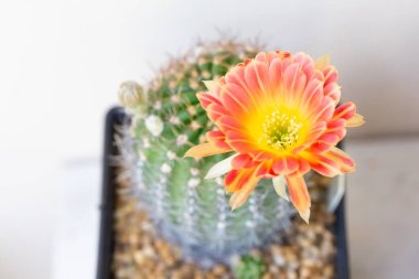Beyaz arka planda pembe çiçekli Echinopsis Hybride
