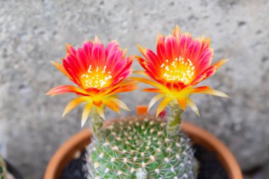 Kayalıklarda çiçek açan güzel kaktüs çiçekleri