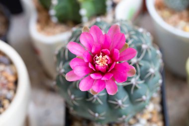 Bahçede açan pembe kaktüs çiçeği.