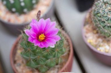 Bahçede açan pembe kaktüs çiçeği.