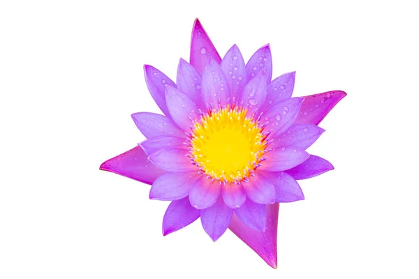 Fialová Barva Kvetoucí Voda Lilie Nebo Lotosový Květ Izolované Bílém — Stock fotografie