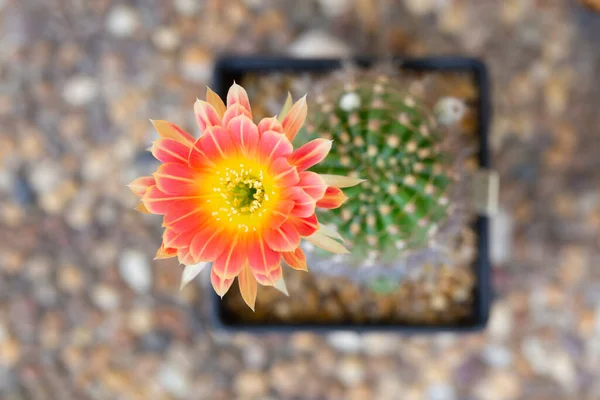 Hermosa Flor Cactus Fondo Rocas —  Fotos de Stock