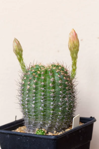 Kleiner Dekorativer Kaktus Topf Ansicht Von Oben — Stockfoto