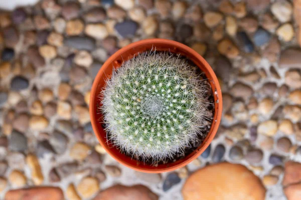 Pequeño Cactus Decorativo Maceta Vista Superior — Foto de Stock