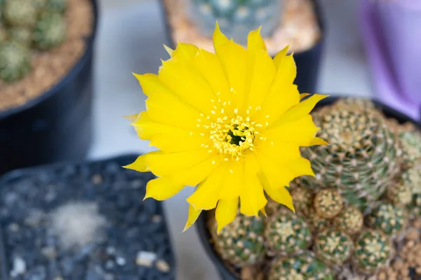 Fleur Cactus Jaune Pot Fleurs Prise Vue Dessus — Photo