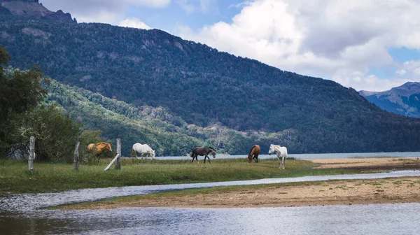 Horses Bariloche Patagonia South Argentina — Stock Photo, Image