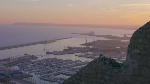 Seagulls Latać Nad Portem Zachodzie Słońca Slowmotion — Wideo stockowe