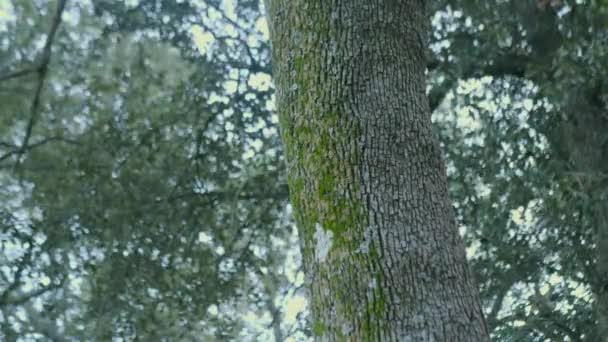 Tronco Árbol Con Musgo Verde — Vídeo de stock