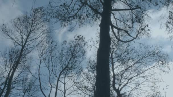 Árvores Queimadas Após Fogo Olharam Baixo Enquanto Nuvens Movem — Vídeo de Stock