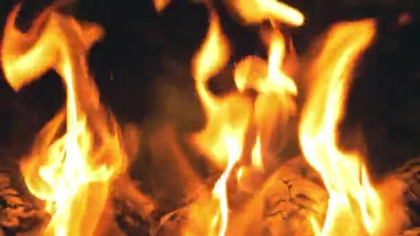 Огонь Костра Переднем Плане — стоковое видео