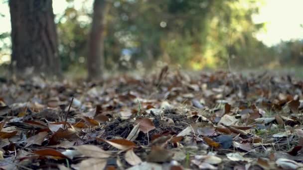 Muitas Folhas Caídas Floresta Menina Com Botas Passa Sobre Eles — Vídeo de Stock