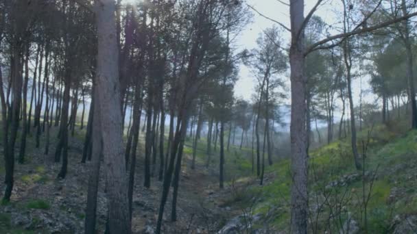 Bomen Bergen Een Man Loopt Door Het Bos Verte Slow — Stockvideo