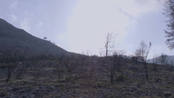 Desolate Landschap Van Een Bos Brand — Stockvideo