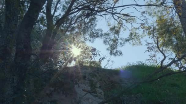 秋の森の中の太陽の光 — ストック動画