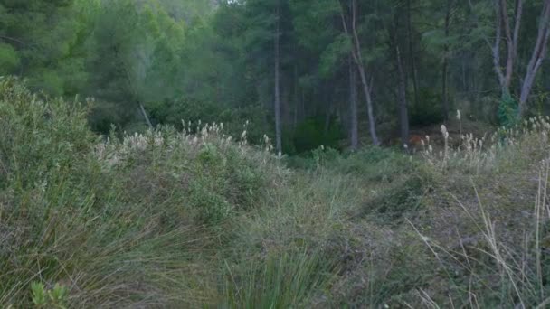 Hermoso Bosque Primavera Con Pequeños Campos Trigo — Vídeos de Stock