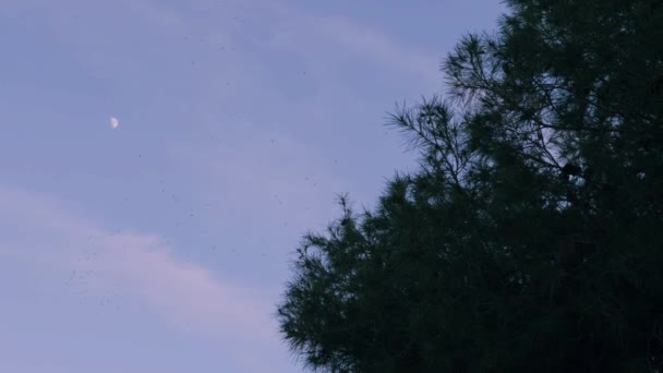 Bandada Aves Vuela Atardecer Con Luna Fondo Movimiento Lento — Vídeos de Stock