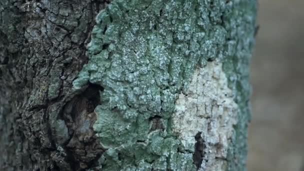 Textura Árbol Mohoso Verde Blanco — Vídeo de stock