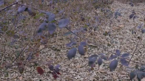 Красивые Фиолетовые Листья Лесу Зима Милане — стоковое видео