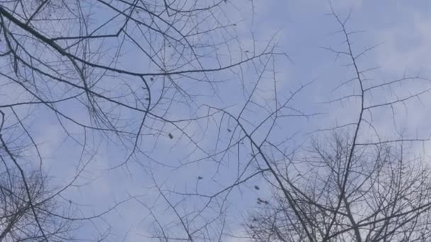 秋の木の枝 鳥が彼らの上を飛ぶ — ストック動画