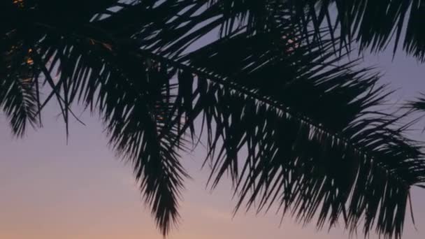 棕榈叶在日出在美丽的地方 热带之旅 慢动作 — 图库视频影像