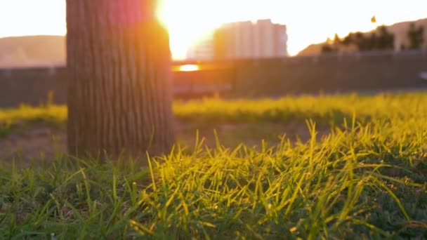 Park Gras Bij Zonsopgang Mooie Oranje Kleur Perfect Licht Park — Stockvideo