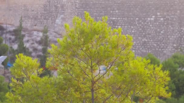 Вершина Сосны Вершине Холма Красивые Зеленые Цвета Апельсины Деревья Растения — стоковое видео