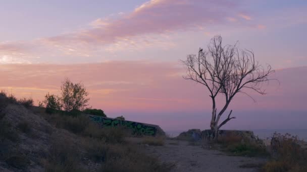 Árbol Solitario Sin Hojas Atardecer Pájaro Posado Rama Hermoso Cielo — Vídeos de Stock