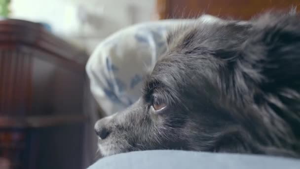 茶色の目をしたかわいい黒い犬がベッドで眠りに落ちようとしている 飼い主からペッティングを受ける — ストック動画