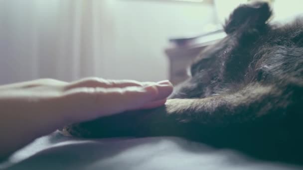 年轻女孩的手抚摸着她的狗的爪子 谁睡在床上 — 图库视频影像
