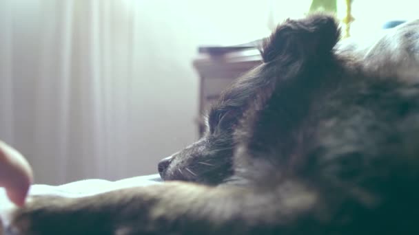 女の子の手は ベッドの上で眠りに落ちようとしている彼女の犬の足を愛撫します — ストック動画