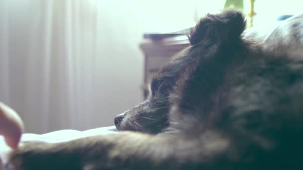 La main de la fille caresse la patte de son chien, qui va s'endormir sur le lit .