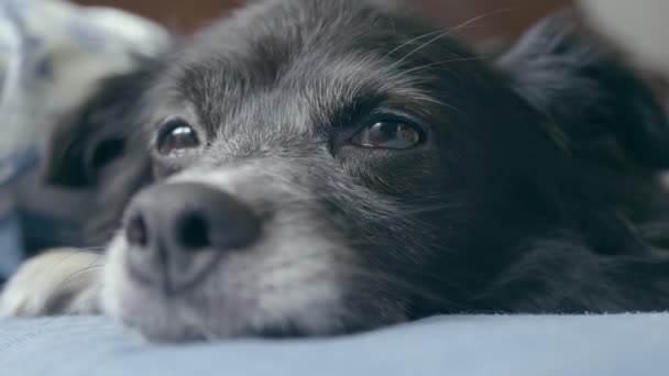 Egy Aranyos Fekete Kutya Barna Szeme Körül Aludni Ágyban Hirtelen — Stock videók