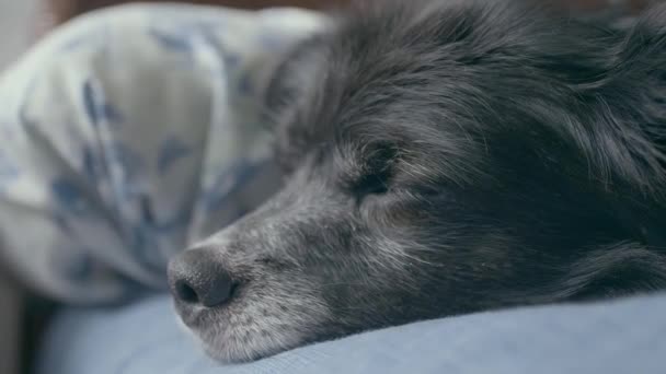 ベッドで眠りに落ちようとしているかわいい黒い犬 クローズアップショット — ストック動画