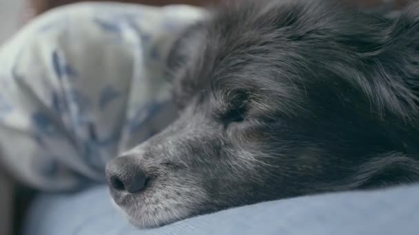 Söt Svart Hund Väg Att Somna Sängen Närbild Shot — Stockvideo