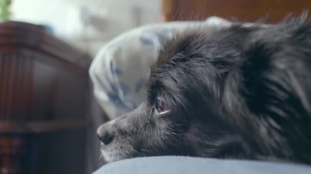 Ein Süßer Schwarzer Hund Mit Braunen Augen Der Gerade Bett — Stockvideo