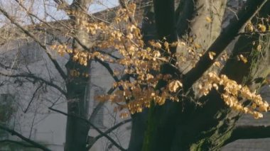 Sonbaharda ağaçlar, sarı yapraklar dökülür. Gövdede yeşil yosun, ortaçağ parkının ağaçları. Yakın çekim. Bergamo, Milano, İtalya