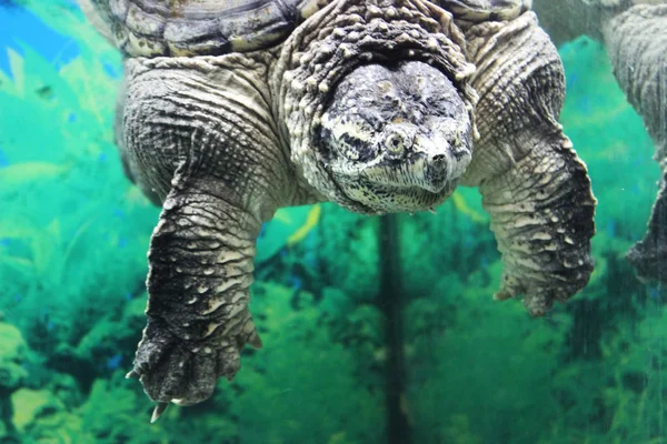 Aligator Snapping Turtle Macroclemys Temminckii — Zdjęcie stockowe