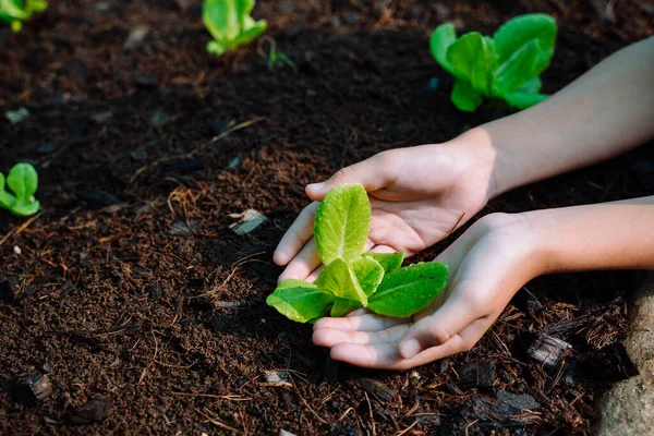 Menanam Bibit Dengan Tangan Eco Dan Konsep Lingkungan Anak Penanaman — Stok Foto