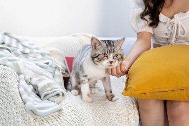 Güzel seksi Taylandlı kadın oturma odasında kediyle oynuyor..