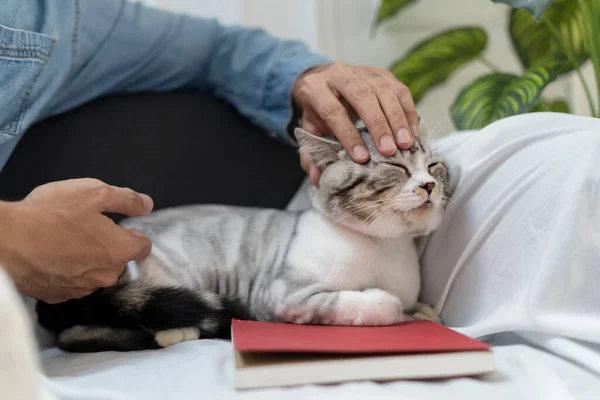 Seorang Pria Bermain Dengan Kucing Sofa Manusia Penggosok Kepala Kucing — Stok Foto