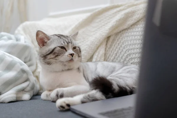 Funny cat looking at laptop screen with confusing expression at it face.