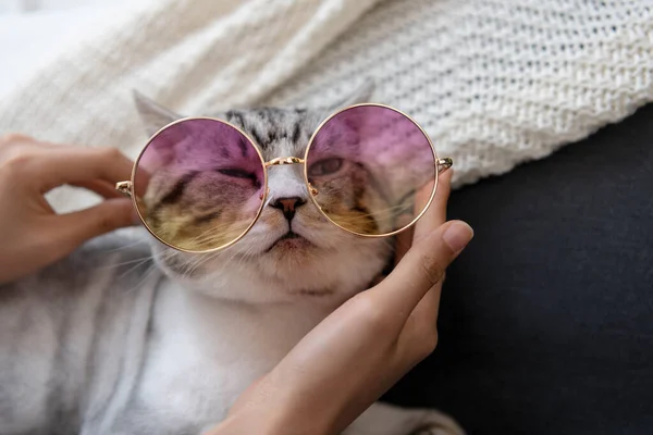 Gros Plan Chat Portant Des Lunettes Mode Reposant Sur Canapé — Photo