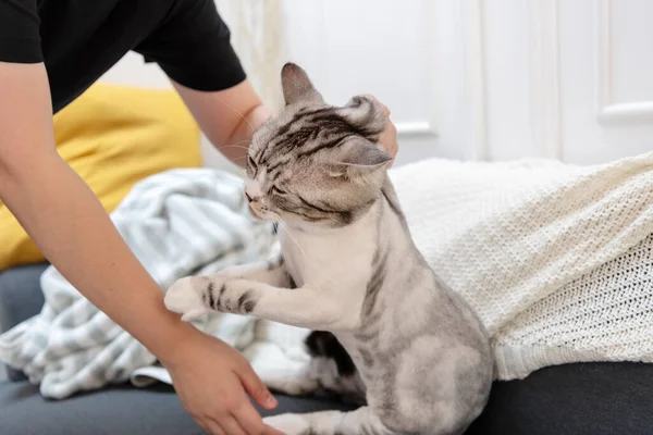 Cara Yang Buruk Untuk Mengambil Kucing Manusia Menarik Kulit Kucing — Stok Foto