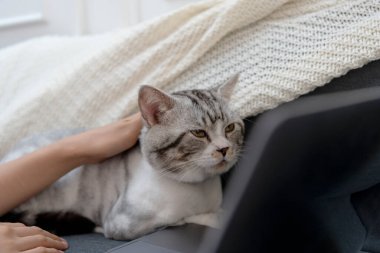 Koltukta dinlenen tüylü kedi bilgisayar görünümlü dizüstü bilgisayar ekranı. Kedilerin sosyal hayatı.