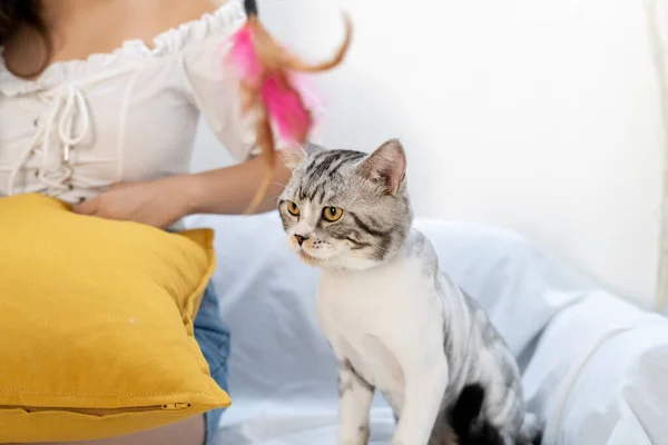 Kedi Tüylü Oyuncağı Görmezden Gelir Nsanlarla Oynamayı Reddet — Stok fotoğraf