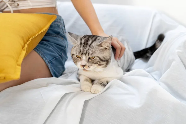Mengganggu Kucing Sofa Dengan Pemilik Menggosok Punggungnya — Stok Foto
