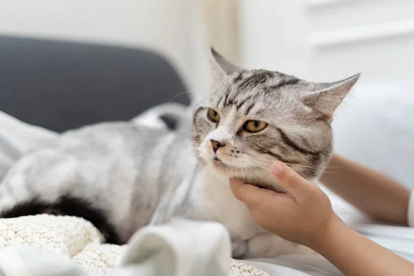 Menutup Kucing Berbulu Beristirahat Sofa Meletakkan Dagunya Tangan Manusia — Stok Foto