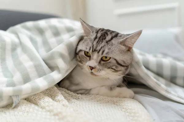 Fluffy cat resting under blanket on a bed.